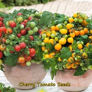 【High Yielding Variety】Dwarf Hybrid Variety Cherry Tomato Seeds for Planting Plants (200 Seeds Per Pack ) Fresh Fruit and Vegetable Seeds for Gardening Bonsai Pot Benih Sayur Sayuran Benih Pokok Buah Live Plants for Sale Real Plants Outdoor Easy To Grow