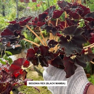Begonia Rex ‘Black Mamba’ / Black Leaf Begonia – Indoor Plant