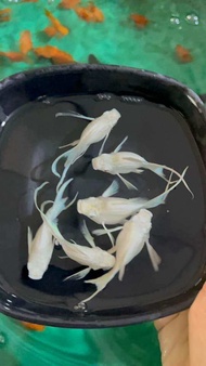 MOLLY FISH KING PLATINUM BALLOON LYRETAIL (PURE LINE)