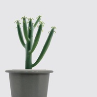 │ 窯瓷系列 │ 綠珊瑚 - 多肉植物 瓷器 水耕植物 懶人盆栽