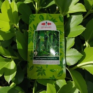 Benih Timun Panah Merah Thailand 50gm