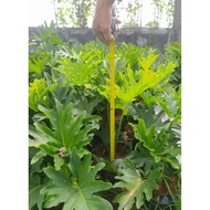 plants۩✜Philodendron selloum (Sahod Yaman) 2.5 ft tall, indoor/outdoor plant