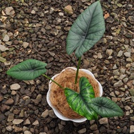 alocasia bisma | Tanaman Hias | Indoor Plant | Lanscaping