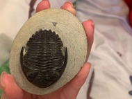 摩洛哥 星尾蟲屬三葉蟲化石