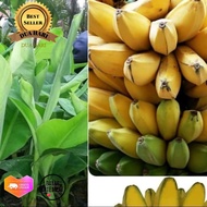 Bibit Pisang Kepok kuning super-pohon pisang kepok