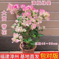 Bougainvillea potted plants with flowers shipped four seasons flowering green plants good to maintai