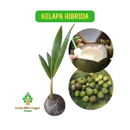 BIBIT KELAPA HIBDRIDA HIJAU BIBIT BUAH KELAPA HIBRIDA