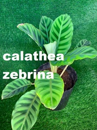 Decorative, Outdoor/ Indoor / Rare / Product Posted /angelics096 /cod accepted ********************Calathea Zebrina