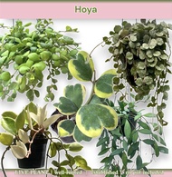 GBO Katrina: Hoya | Different Varieties | Kerrii Variegated Flowering LIVE PLANT ORNAMENTAL