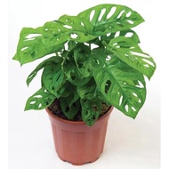 Monstera Adansonii Real Plant Indoor Plant House Plant Pokok Hiasan Keladi Lubang  巨洞/洞洞羽