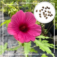 Biji Benih Kenaf (Hibiscus Cannabinus)/ Brown Indian Hemp/ Pokok Bunga Raya Hutan – 20 Seeds