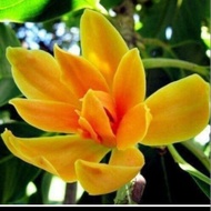 Anak pokok cempaka kuning magnolia cempaka bunga wangi