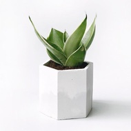 淨化空氣好幫手 銀葉短葉虎尾蘭 六邊形雙色漸層水泥盆栽