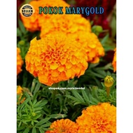 Pokok Marygold/ Bunga Tahi Ayam** Biji benih 50 pcs