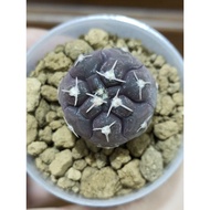 Augustfame - seedling Gymnocalycium prochazkianum 铅皮(实生) 2.4cm Cactus succulent