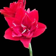 【依芙花藝】孤挺花 多重瓣 有香味 帶有白色尖瓣 花後球