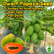 Dwarf Papaya Fruit Seeds (10 pcs/pack) Sweet Papaya Seeds for Planting Edible Papaya Tree Seeds Orga