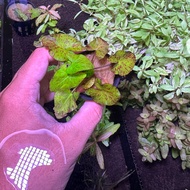 Red Tiger Lotus Nymphaea zenkeri red aquascape plant bulb aquarium plant centerpiece aquatic plant f