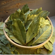 Indonesian Bay Leaf Daun Salam Aromatic Herb Easy to Grow Culinary Essential Medicinal Use Hardy Tre