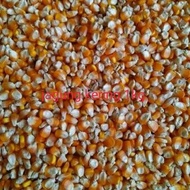 jagung kering/pop corn 1kg