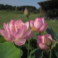 4 เมล็ดพันธุ์ดอกบัว บัวสาย บัวหลวง พันธุ์นอก สายพันธุ์ Ten Mile Creek สีชมพู อ่อนหวาน ปลูกประดับโต๊ะ