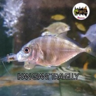 Ikan Hias IKAN GIANT TRAVELLY S BEST QUALITY