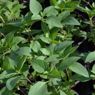 aromatic basil seeds plant