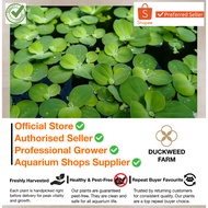 Dwarf Water Lettuce Floating Plant [Pest Free | No Snail Eggs | Clean Indoor Grown]