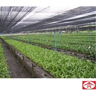 70% X 2M X 30M ORCHID NETTING (JARING HITAM KEBUN)
