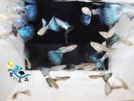純品系 純藍孔雀魚 (一對) 純品系孔雀魚專區 高級模型 活體宅配