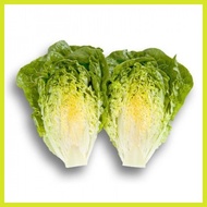 ✺ ➻ ┳ Rincon Lettuce Rijk Zwaan Pelletized Seeds by NutriHydro