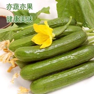 Fruit seeds Ready stock Original fruit cucumber seeds festival melon cucumber ground plant spring balcony potted farmhou