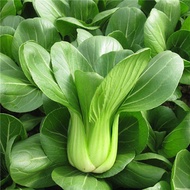 GREEN PAKCHOI VEGETABLE SEEDS (1000seeds) - Pakchoy /Shanghai Green Vegetable seeds