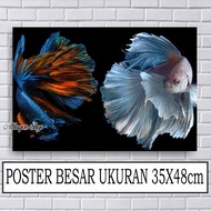 POSTER IKAN CUPANG / FOTO IKAN CUPANG KOI / CUPANG FANCY / CUPANG HALFMOON / CUPANG PLAKAT / CUPANG 