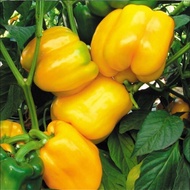 ANAK POKOK CAPSICUM • CILI BENGGALA • BELL PAPPER • Lada manis