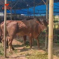 Sapi Qurban Sapi Madura Madrasin 200kg ++ by Blisapi