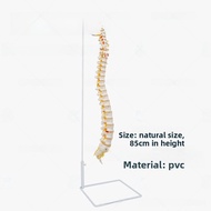 Human Vertebral Spine Simulation Model with Pelvis & Femur Bone Anatomy Teaching Tool