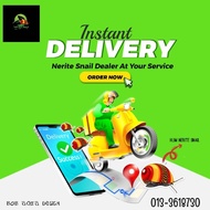 NERITE SNAIL AQUASCAPE CLEANER