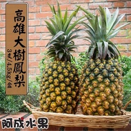【阿成水果】甜度高 酸性低 不咬舌 高雄大樹金鑽鳳梨(3支/4.5kg/盒)