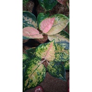 Terbaru Aglaonema Sultan Brunei induk Jumbo