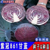 現貨 特價 快速發貨紫冠861進口紫紅甘藍種子 種籽紫圓白菜特色大頭菜種籽甘藍菜種籽春秋hn