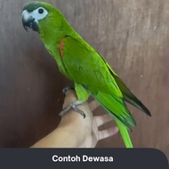 [Birdie] HANS MACAW PARROT BURUNG JINAK