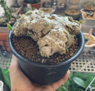 惠比須笑