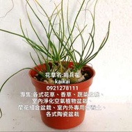 多肉植物:哨兵花/哨亭花/崗哨花/花有奶油香味