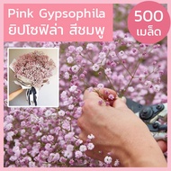 [500+ Seeds] Gypsophila Seeds Pink/White Pink Genuine Variety
