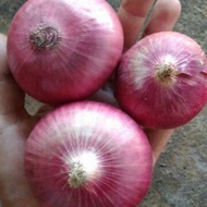 bawang india 1 kg bawang merah india 1 kg bawang peking 1 kg bawang merah peking 1 kg Bawang merah i