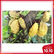 Anak Pokok Nam- nam ( pokok buah Katak Puru)- 1 pokok shj per parcel- pls pilih DHL