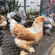 Ayam brahma hidup (super)