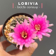 โลบิเวีย ดอกชมพู Lobivia แคคตัส กระบองเพชร cactus&amp;succulent