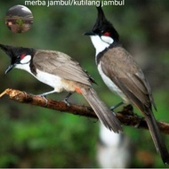 merba jambul/kutilang jambul